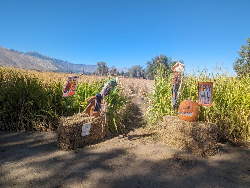 The Mystery Corn Maze That Keeps People Guessing