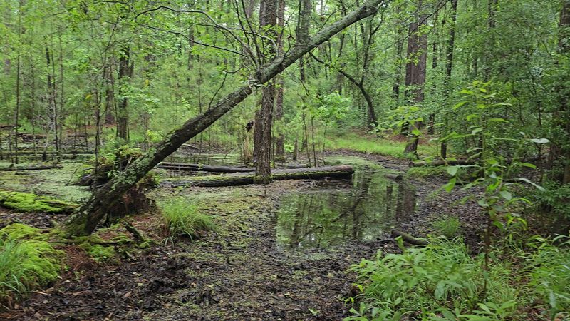 Why So Many Snakes Call This Shore Home