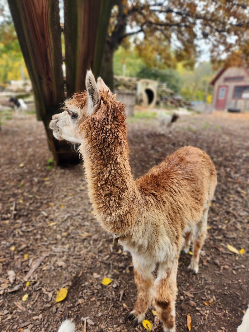 Tougas Family Farm, Northborough