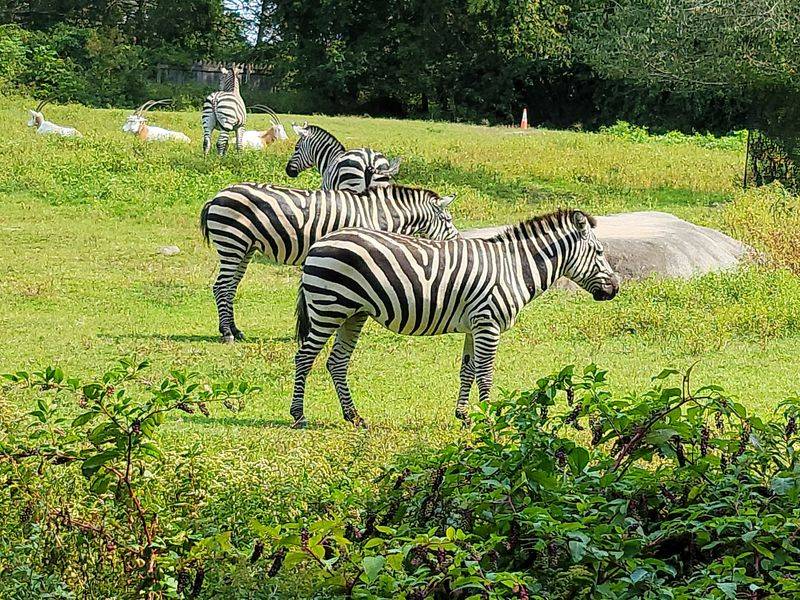 Southwick's Zoo