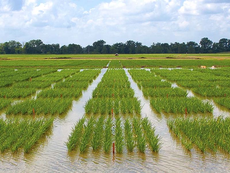 Delta Research And Extension Center