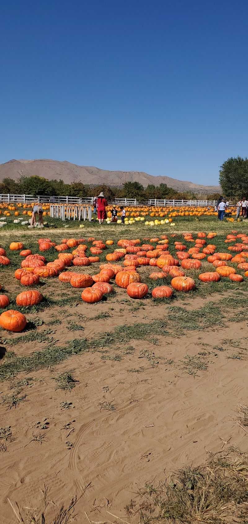 Hunting For The Right Gourd
