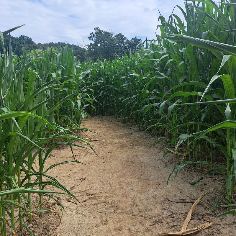 Corn Maze Country Awaits