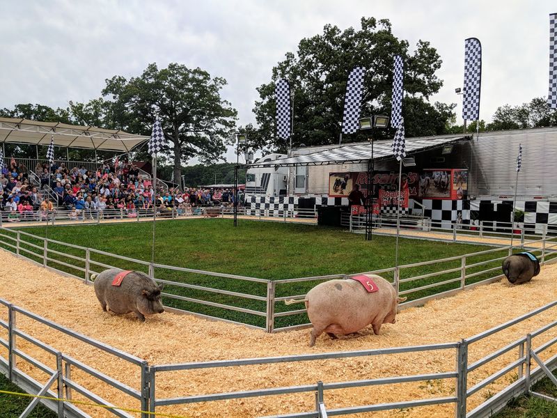 Racing Pigs And Trapeze Artists Overhead