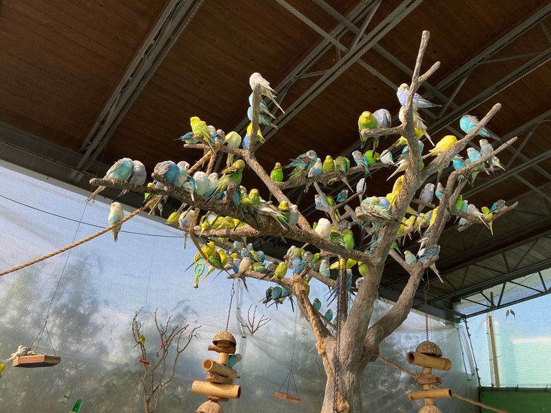 The Aviary Where Parakeets Land On Your Arm