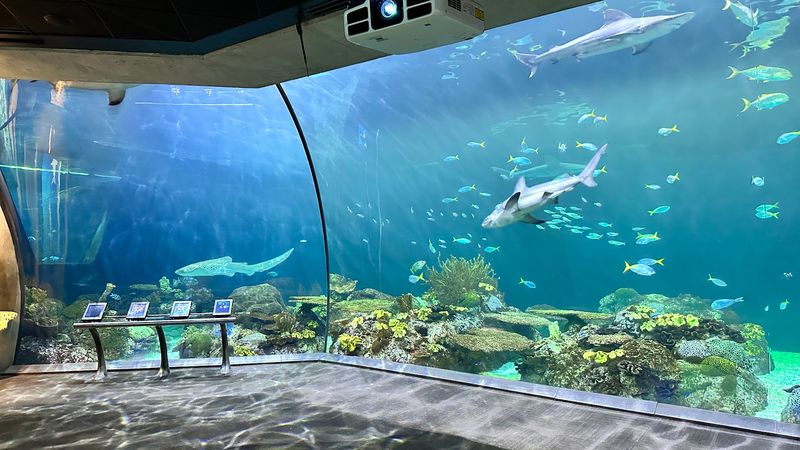 Stingrays, Sturgeon and the Wild Reef