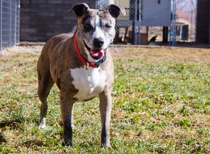 A Sanctuary For Animals Of Many Kinds