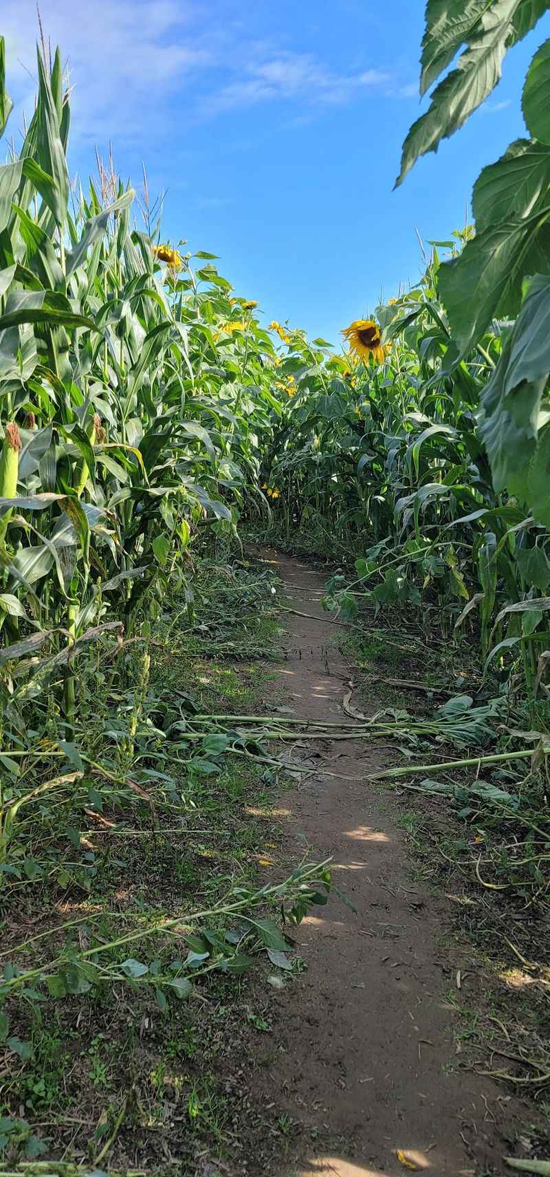 The Sunflower And Corn Maze That Steals The Show