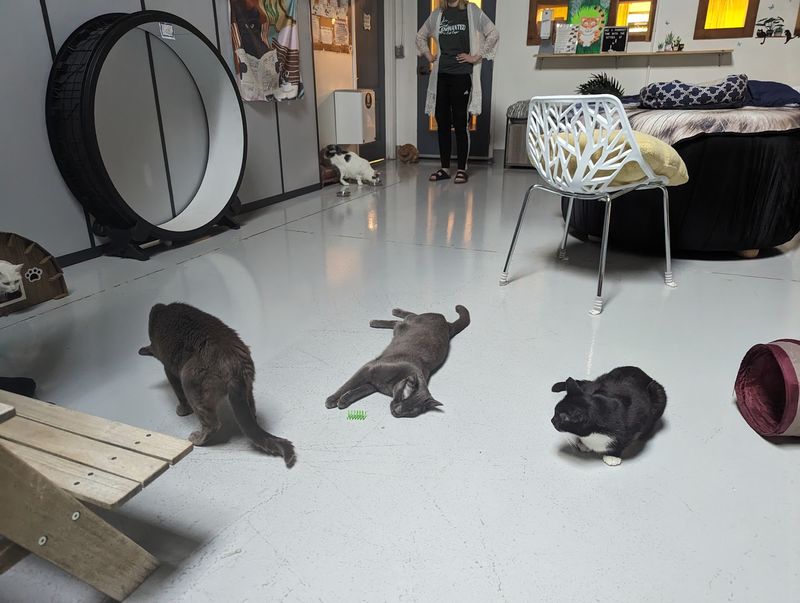 Cleanliness, Calm And A Room Built For Cats