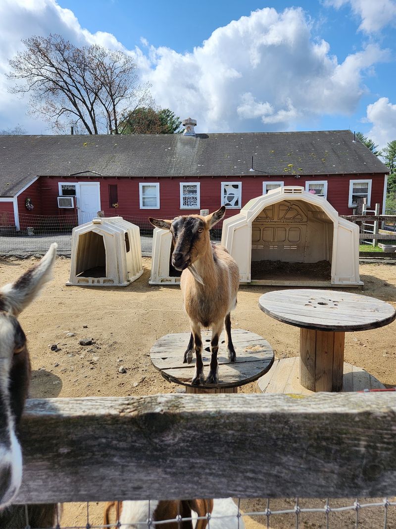 Great Brook Farm