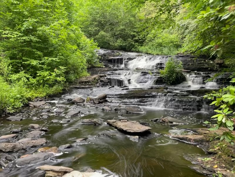 Woodland Trails Without The Suffering