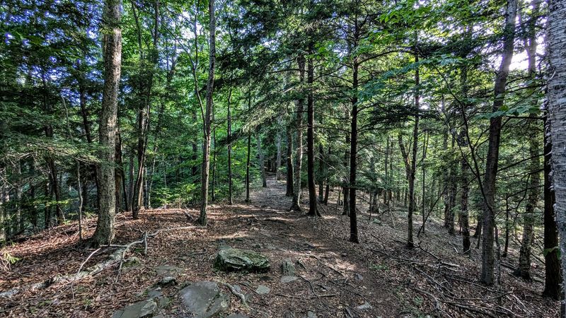 Woodland Walk Brings Shade And Surprises