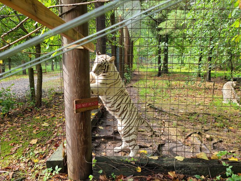 The Role Of Volunteers In Sanctuary Operations