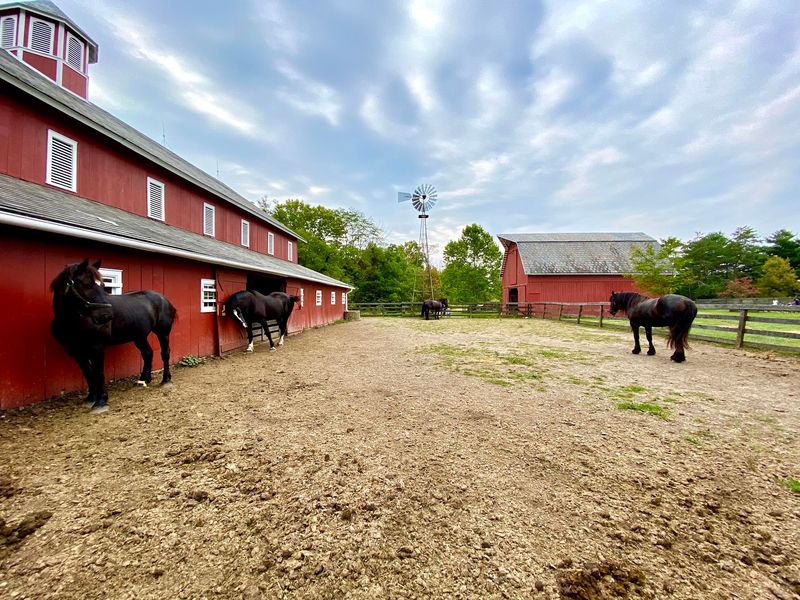 Percherons, Pigs, And A Barnyard Full Of Heritage Breeds