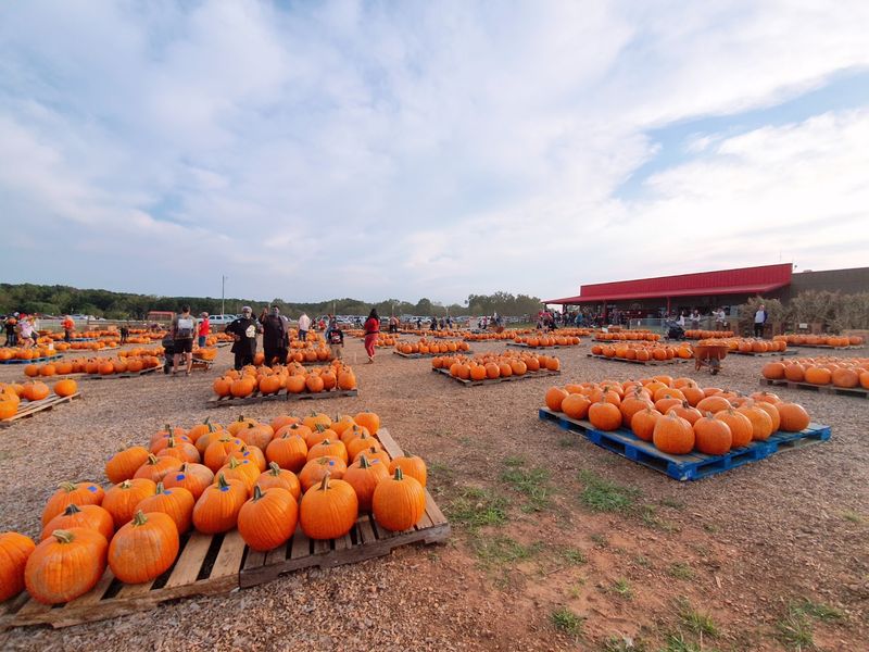 Pumpkin Hunting Across Wide Open Fields