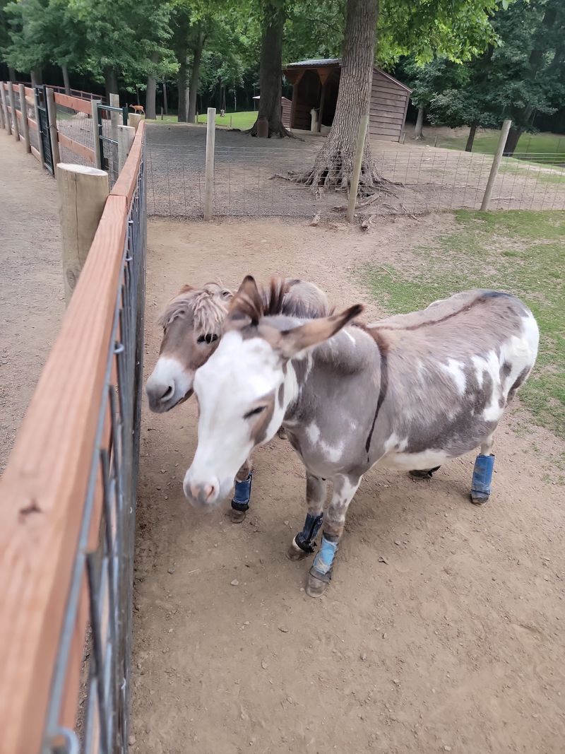 Pony Rides Made For Little Riders