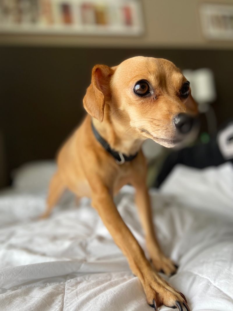 SPCA Of Northern Nevada, Reno