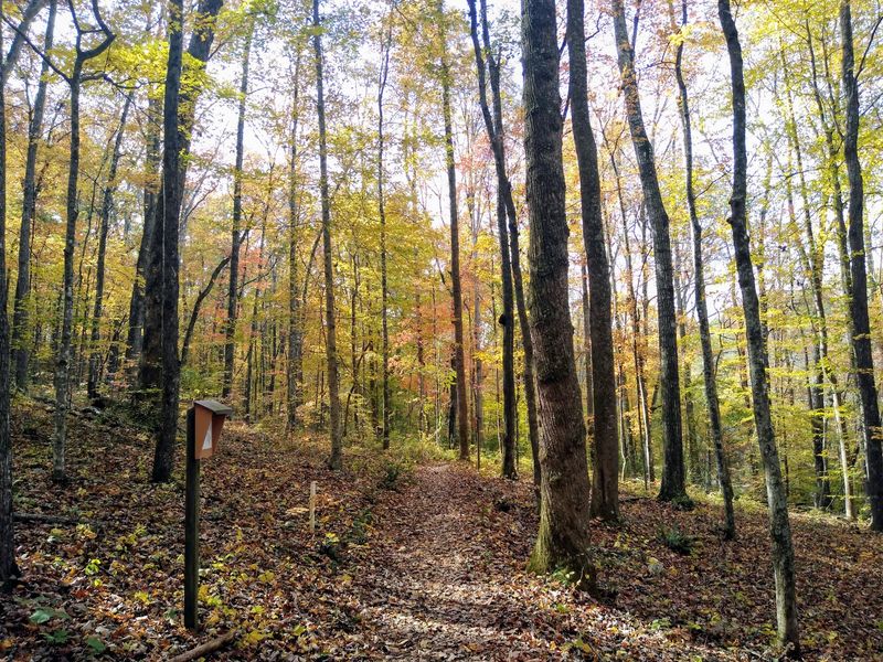 A 250-Acre Research Forest Open To Anyone