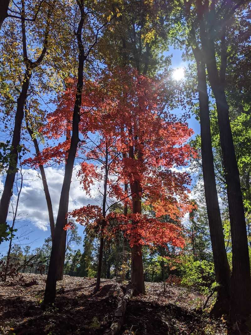 Timing Your Autumn Visit Right