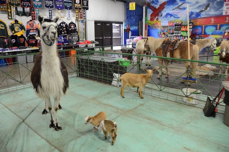 Live Music, Animals, And Family Fun