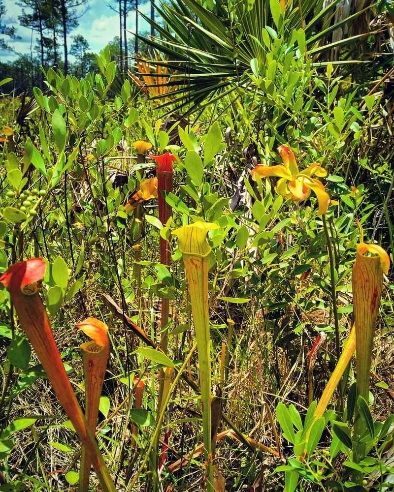 Two Easy Trails Through Bog, Savanna, and Cypress