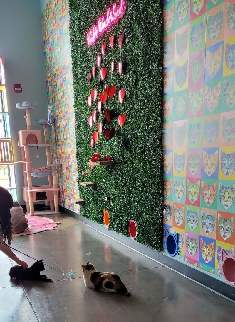 Volunteer Opportunities At Animal Rescue Cafes