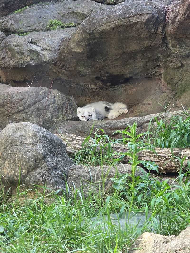 Polar Bears On The Rocky Arctic Coast