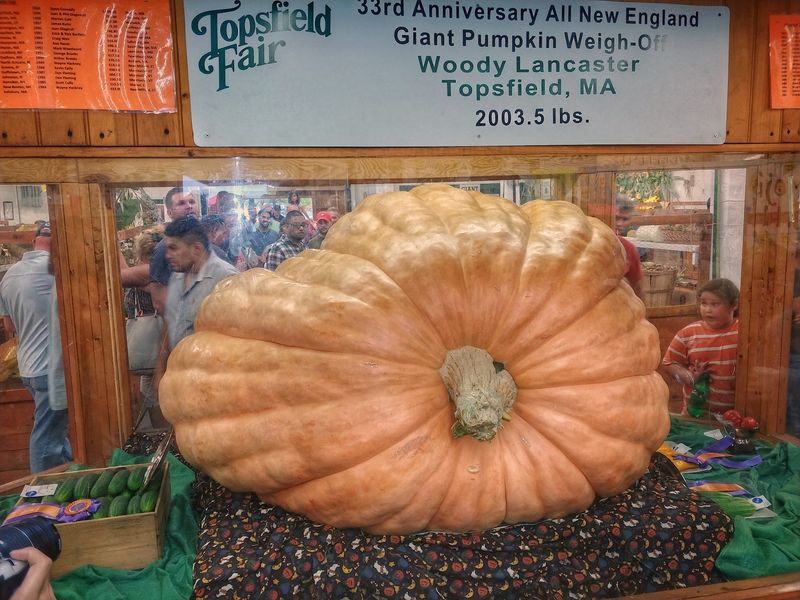 The Giant Pumpkin Weigh-Off Is The Heavyweight Main Event