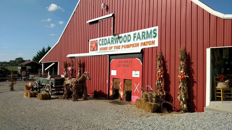 Cedarwood Pumpkin Patch, McMinnville, TN