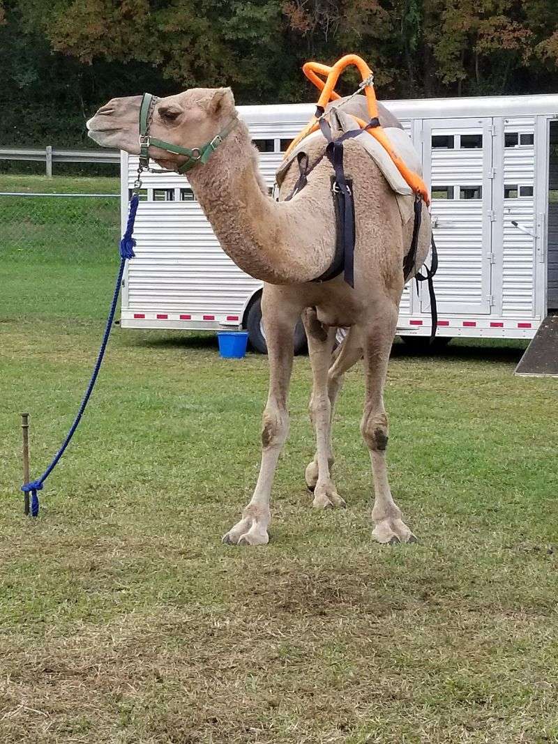 Bounce Houses, Camel Rides, And A Petting Zoo