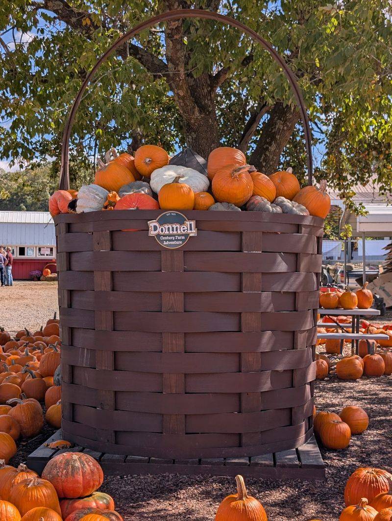 Tennessee Pumpkin Fest At Donnell Farm | Tennessee Pumpkin & Tulip Farm