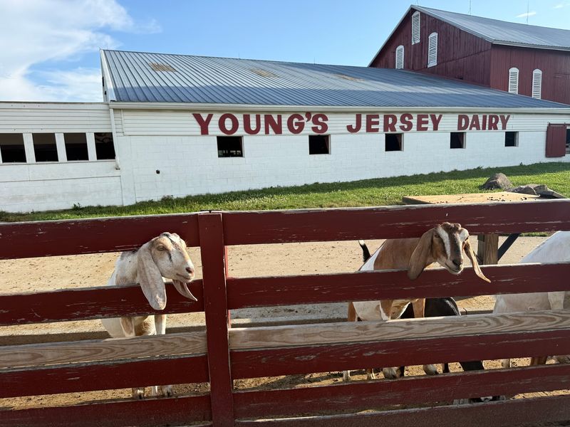 Goats, Calves, and the Barn Everyone Ends Up In