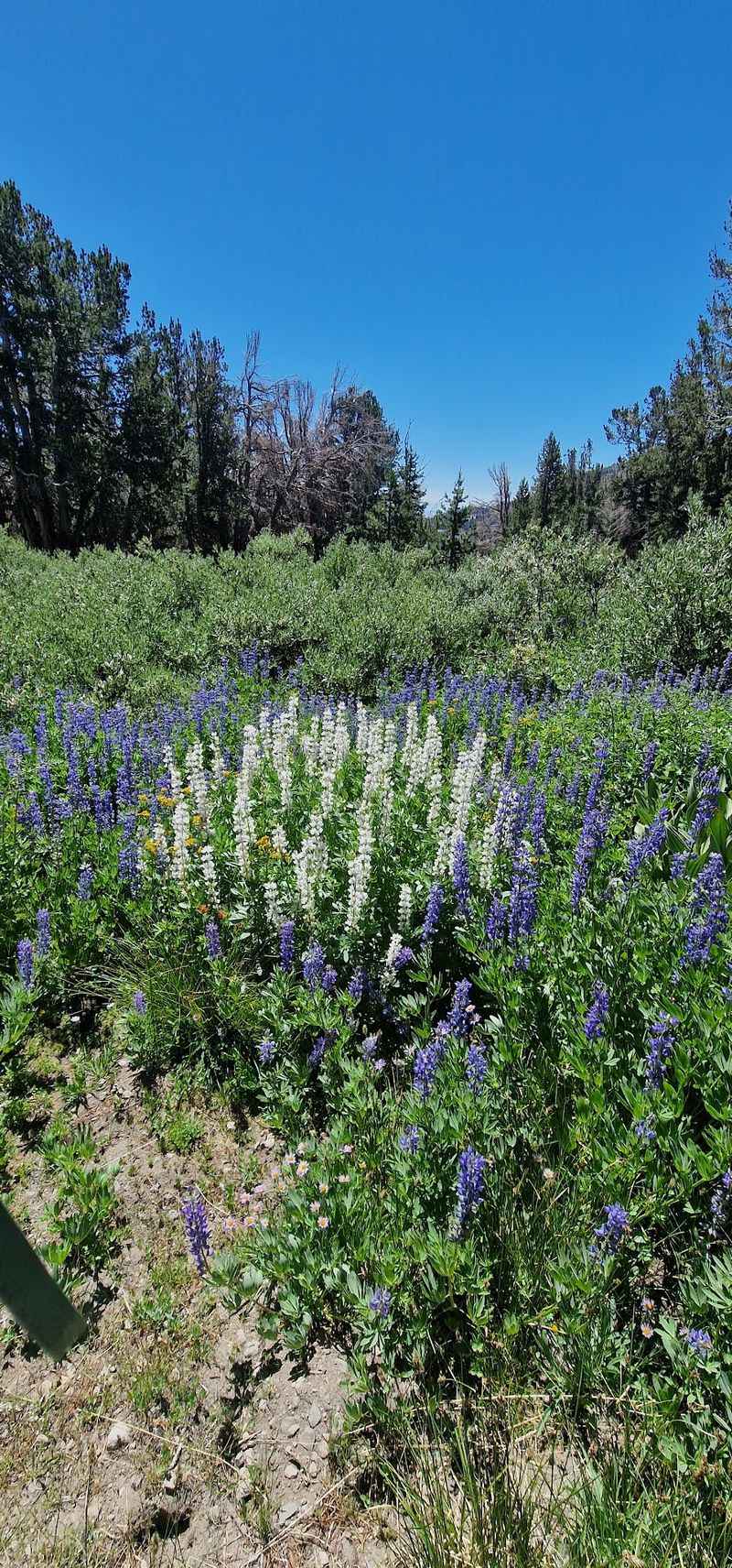 Wildflower Meadows, Old Trees, And Thin Air