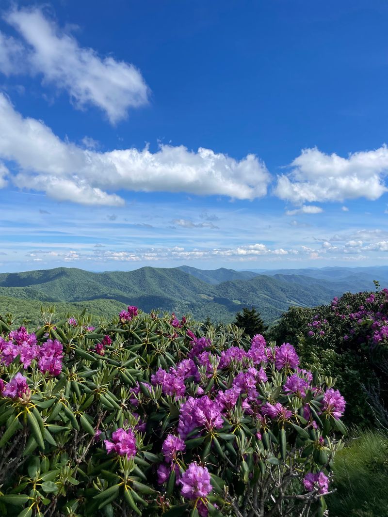 Rhododendron Season At Roan Mountain State Park