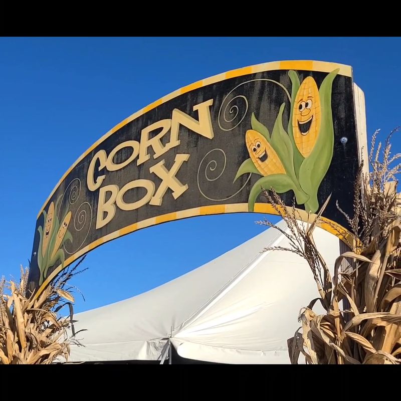 Pig Races, Corn Boxes And The Pumpkin-Eating Dinosaur