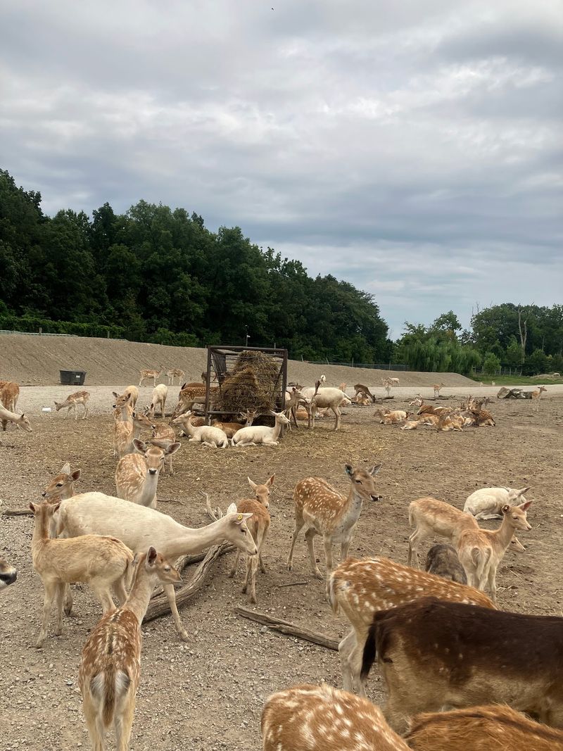 Walk-Thru Safari For Stretching Your Legs