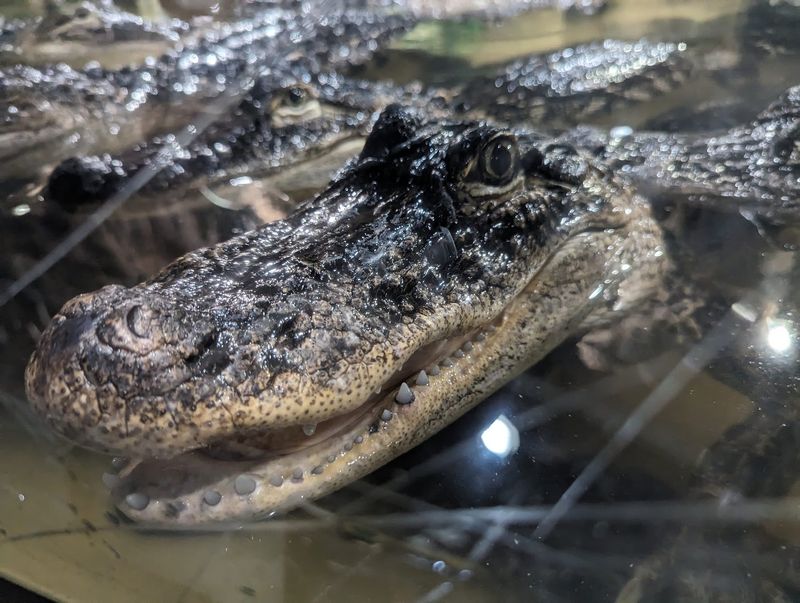 Holding A Baby Alligator Makes For A Wild Souvenir Photo