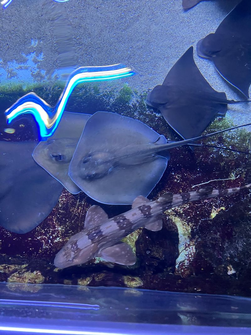 Sharks, Rays, And Jellyfish