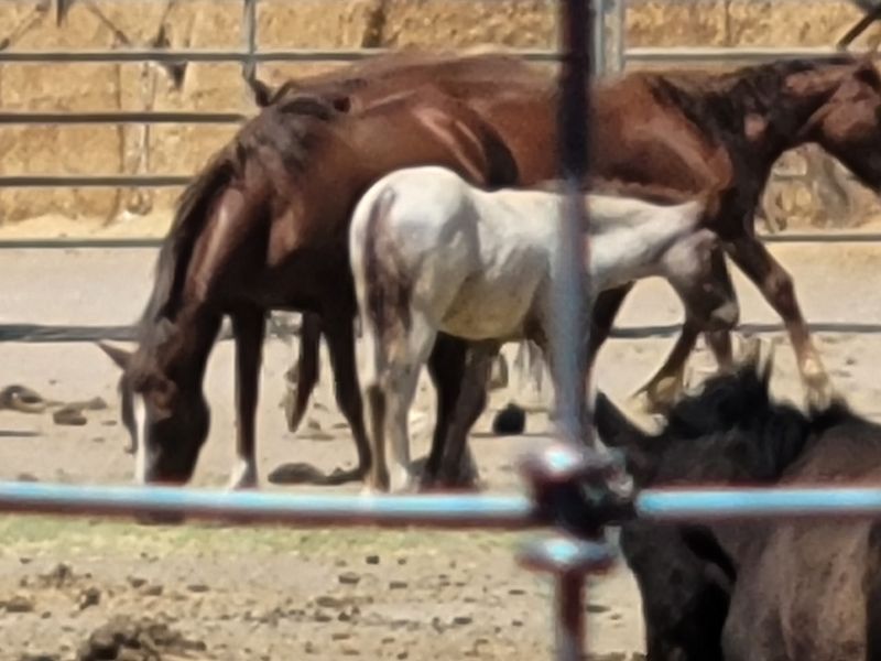 Foals, Herd Antics, And The Big Group Run