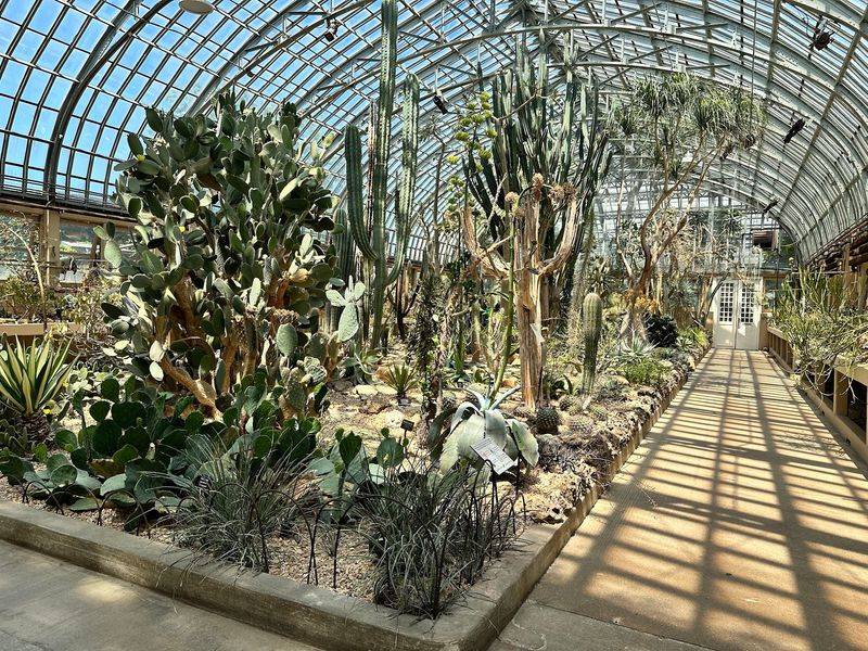Desert House Cacti That Look Almost Cartoonish