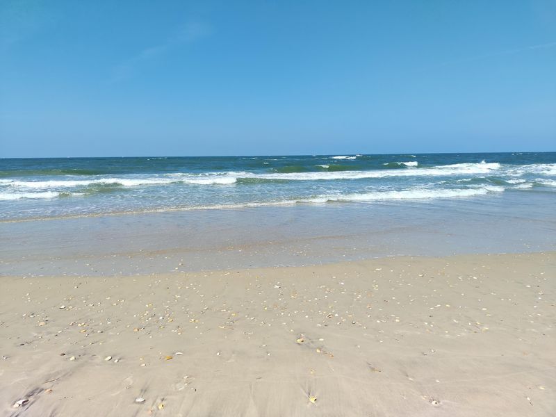Shells Worth Waking Up Early For