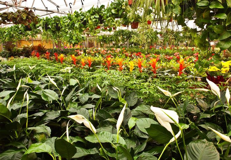 Four Cool Greenhouses Beat Desert Heat