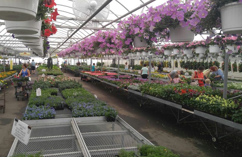 Hanging Baskets That Steal The Show