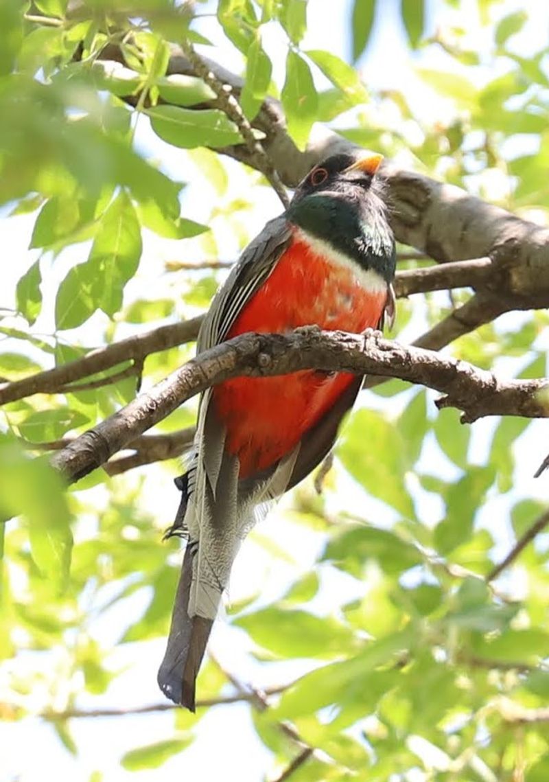 The Famous Elegant Trogon And Its Loyal Fan Club
