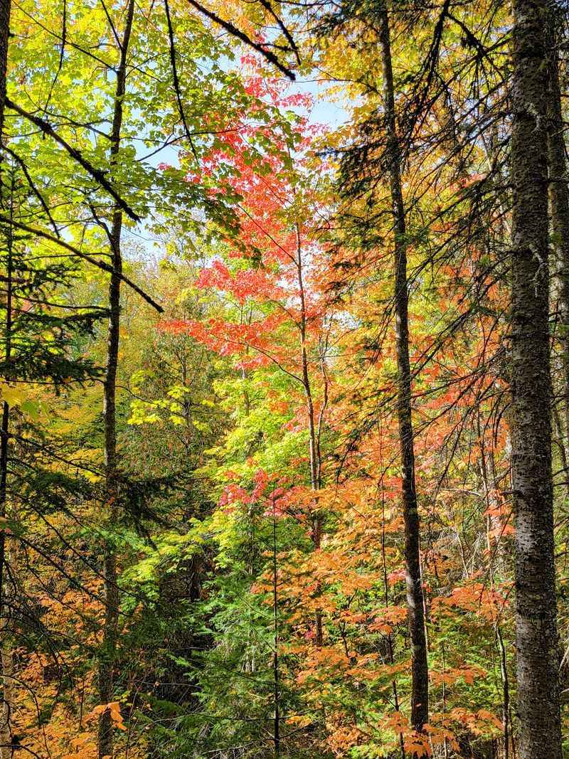 How The Forest Walk Feels Underfoot