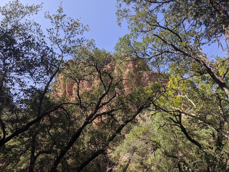 Old Growth Sycamores, Pines, And Shade That Lasts