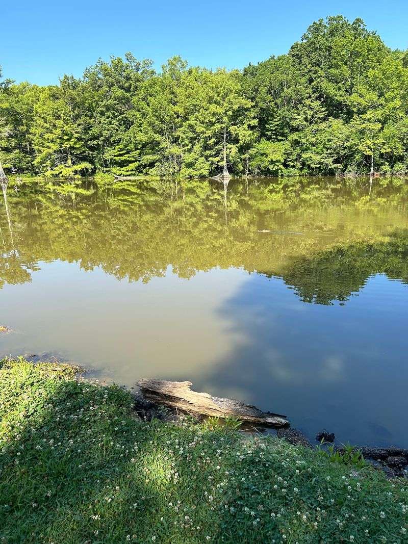 Alligator Lake Comes With Actual Alligators