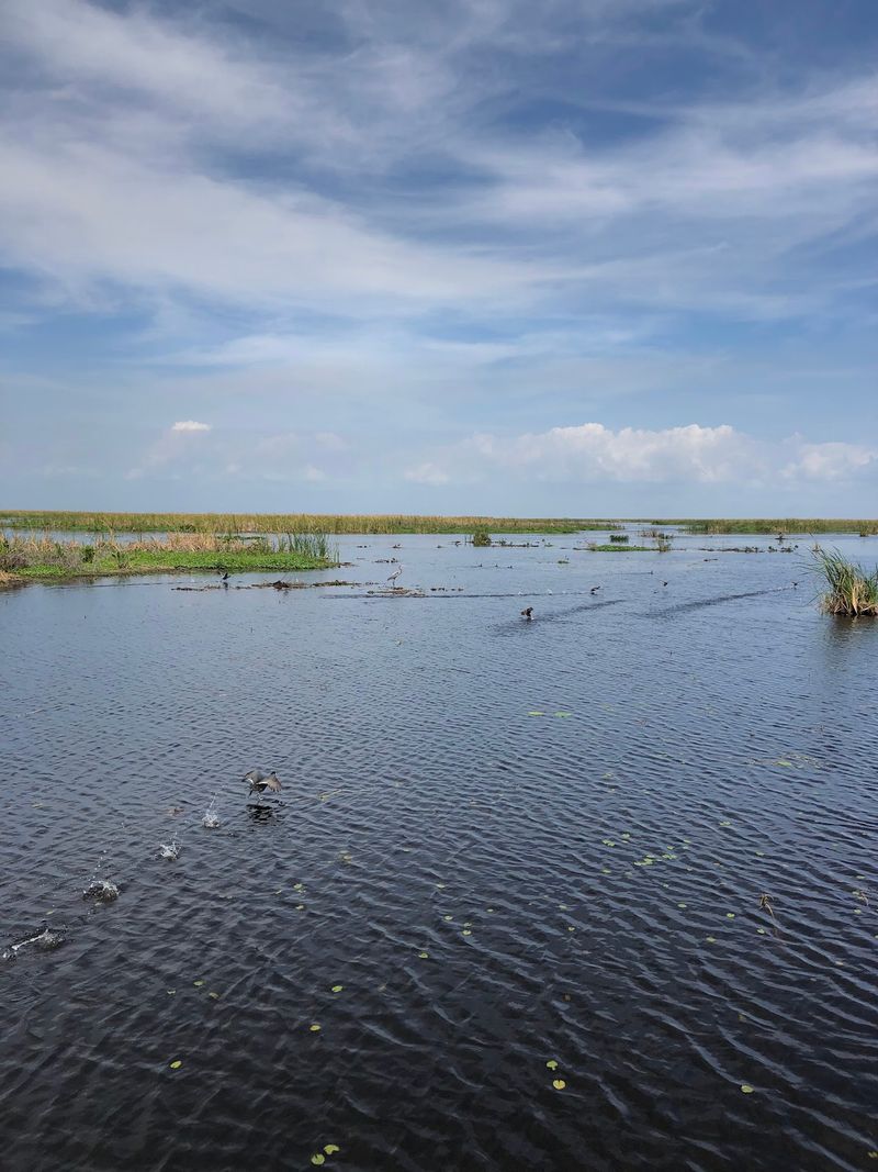 Watersnakes Rule The Shallows