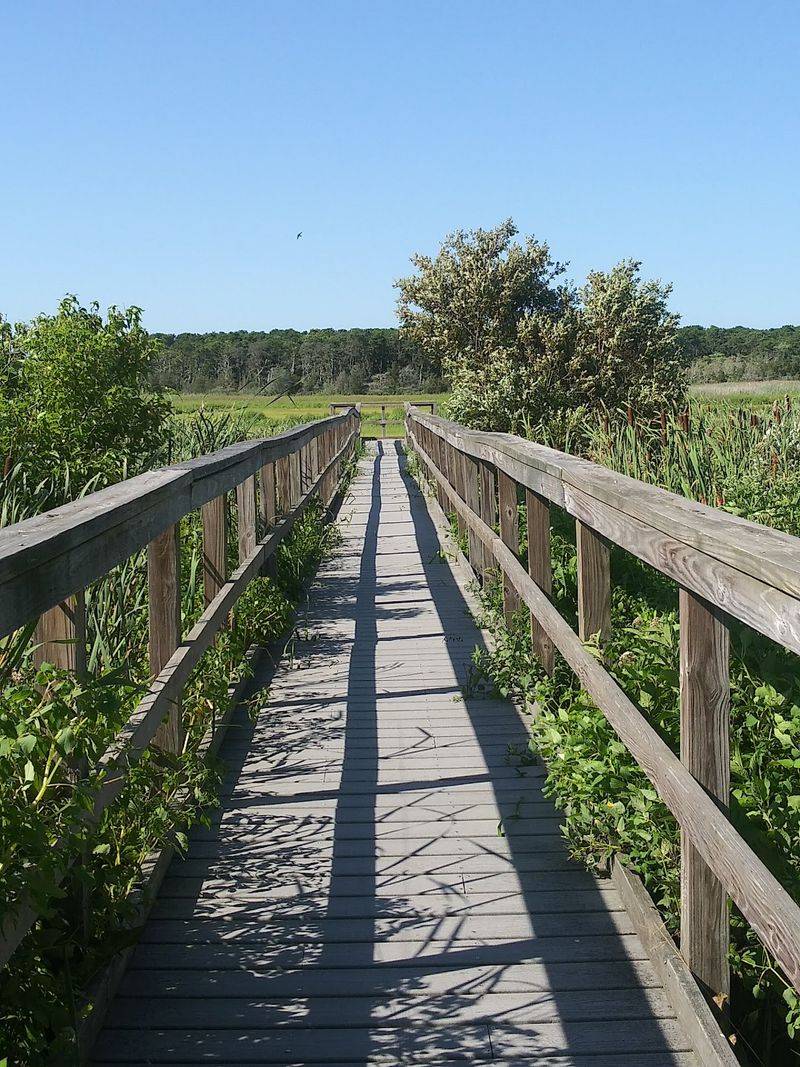 Boardwalk Over Golden Salt Marsh