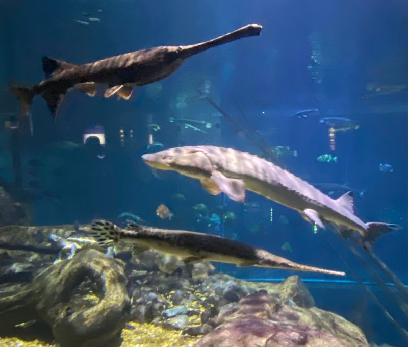 Hands In The Water With Lake Sturgeon